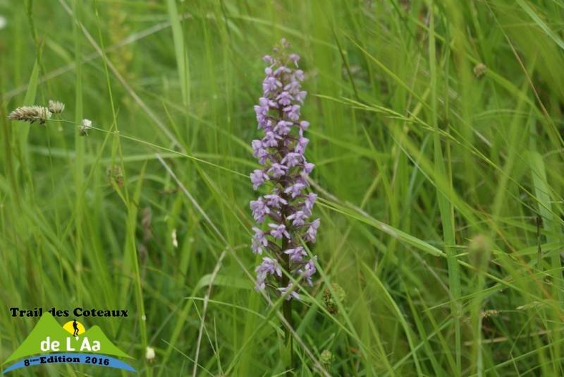 2016-06-12 A09969 Trail des Coteaux de l'Aa